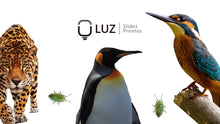 Load image into Gallery viewer, Apresentação de Animal em Powerpoint
